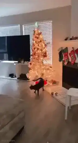 Wackelbilder & sexy animierte Gifs – Gifdump.org #10 katze weihnachtsbaum