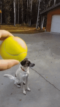 hund ball