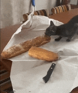 katze-essen