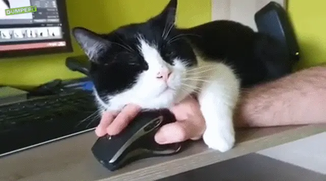 Wenn die Katze anhänglich ist katze hand