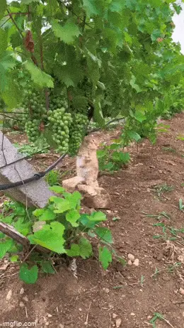 hase-weintrauben