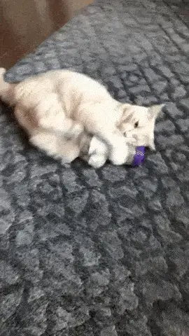 katze freund
