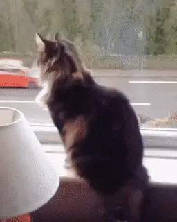 katze-winken